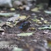 Mariposa
