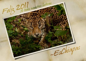 Feliz 2011